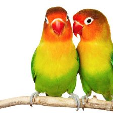 Схема вышивки «попугай»