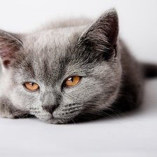 Схема вышивки «котенок»