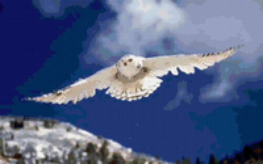 Полярная сова - предпросмотр