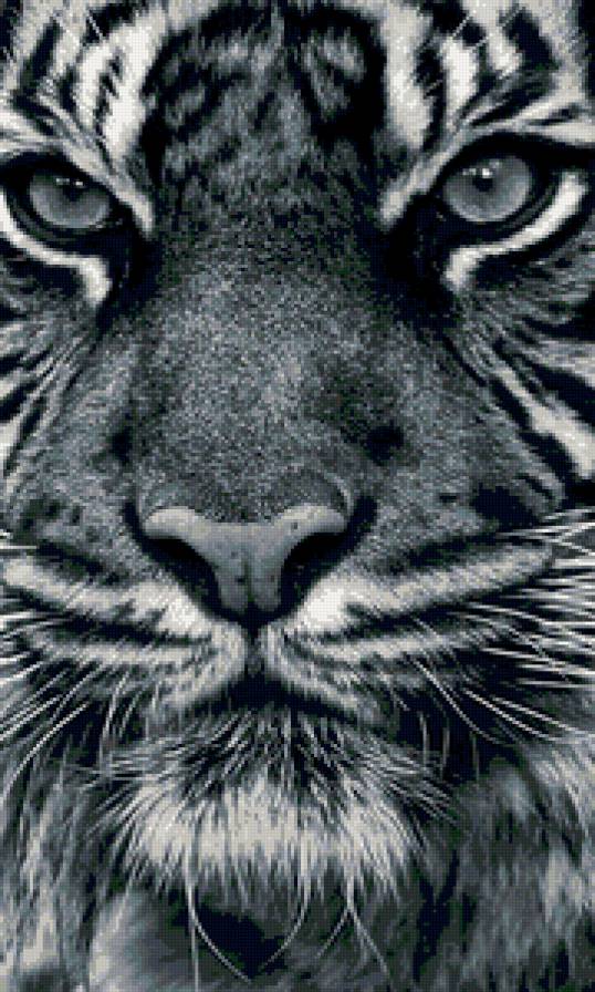 тигр - предпросмотр