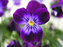 орхидея - цветы - оригинал