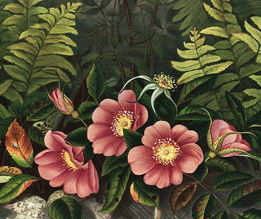 Цветы и папоротник - оригинал