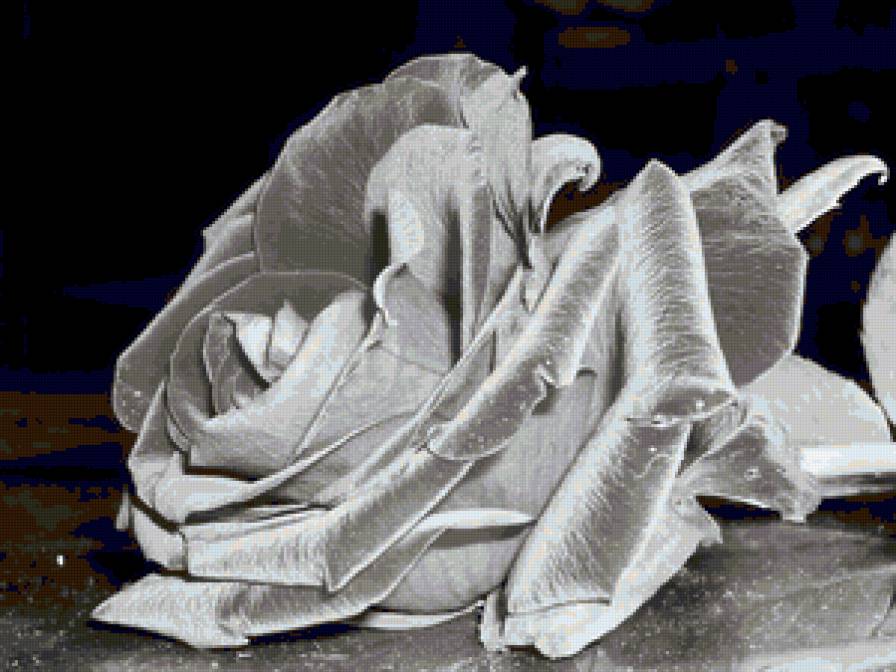 роза - черно-белая - предпросмотр