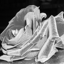 Оригинал схемы вышивки «роза» (№133592)