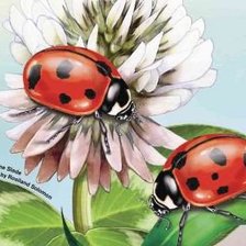 Схема вышивки «№133614»