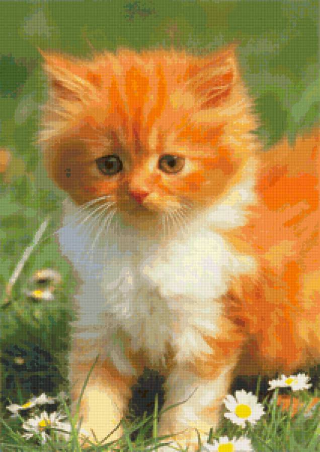 Рыжий котенок - животные, кошки - предпросмотр