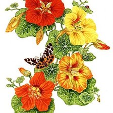 Оригинал схемы вышивки «Настурция и бабочки» (№133915)