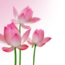 Схема вышивки «лотос»