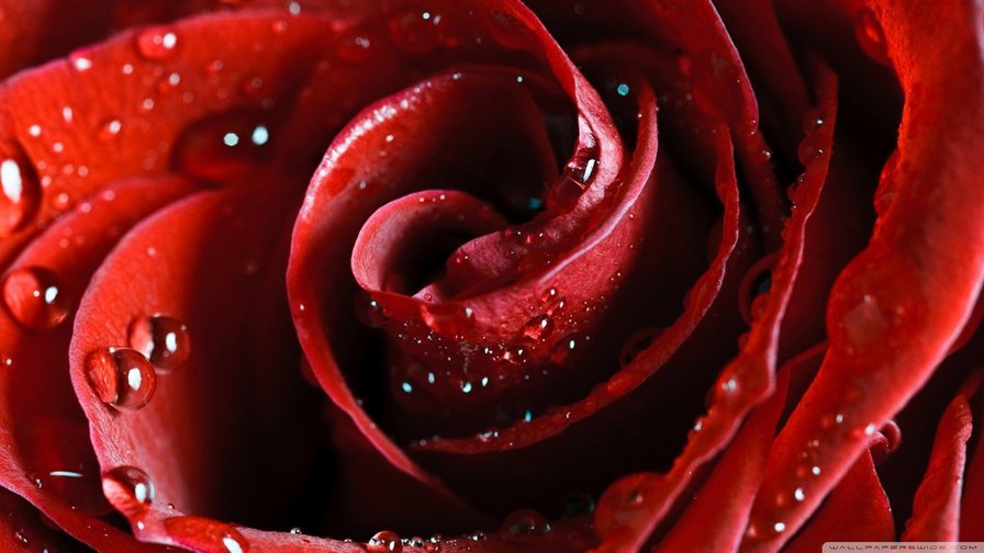 rose - оригинал