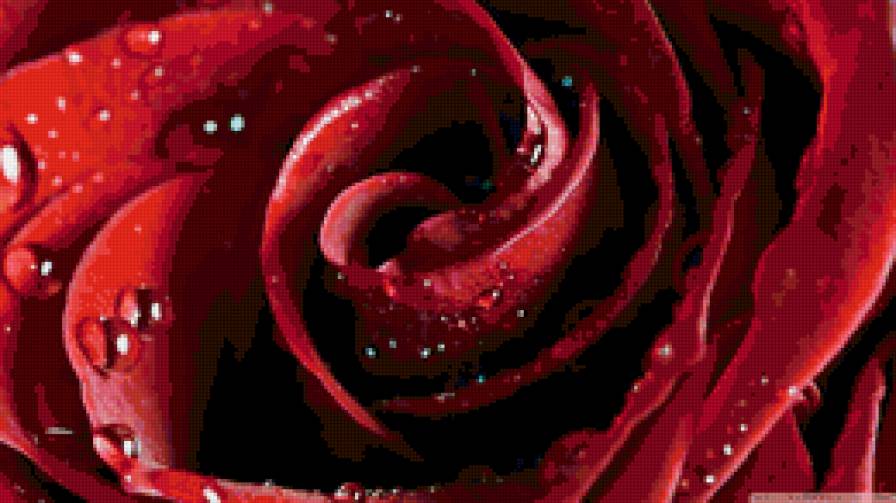 rose - предпросмотр