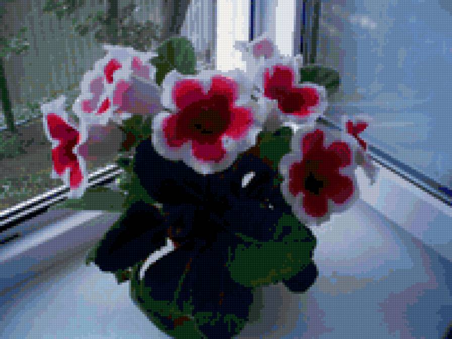 Глоксиния - предпросмотр