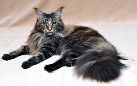 Майн-кун - майн-кун, кошка - оригинал