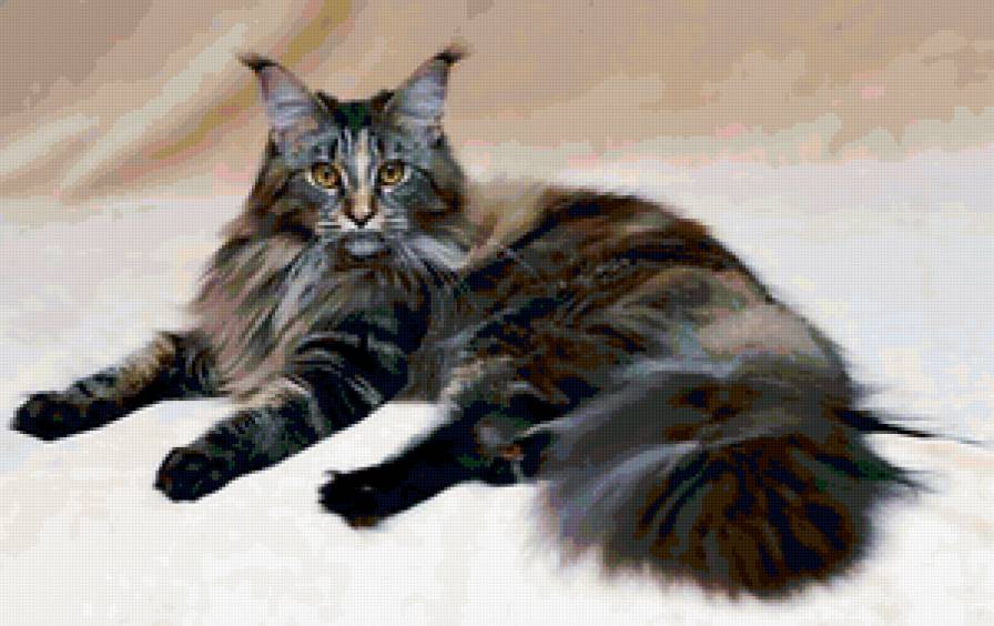 Майн-кун - майн-кун, кошка - предпросмотр