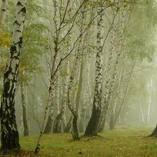 Схема вышивки «РОЩА»