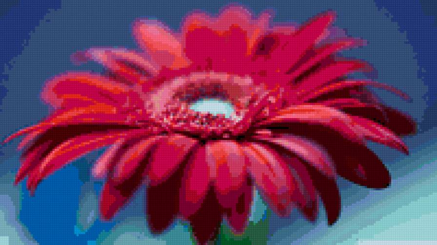 Герберы - предпросмотр