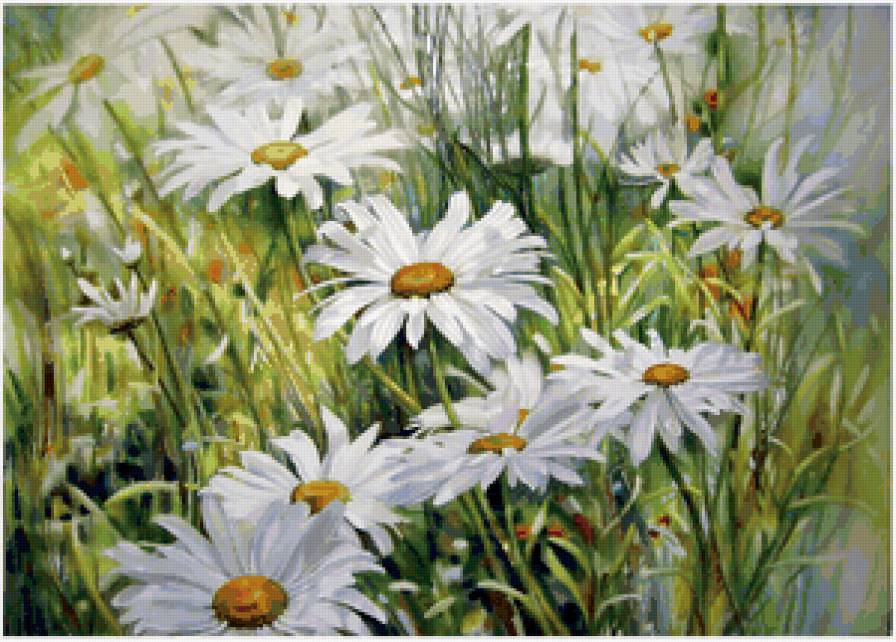 Ромашки - букет, цветы - предпросмотр