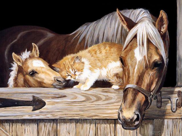 Нежность - лошади, животные, друзья, кот - оригинал