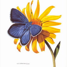 Оригинал схемы вышивки «бабочка» (№134441)