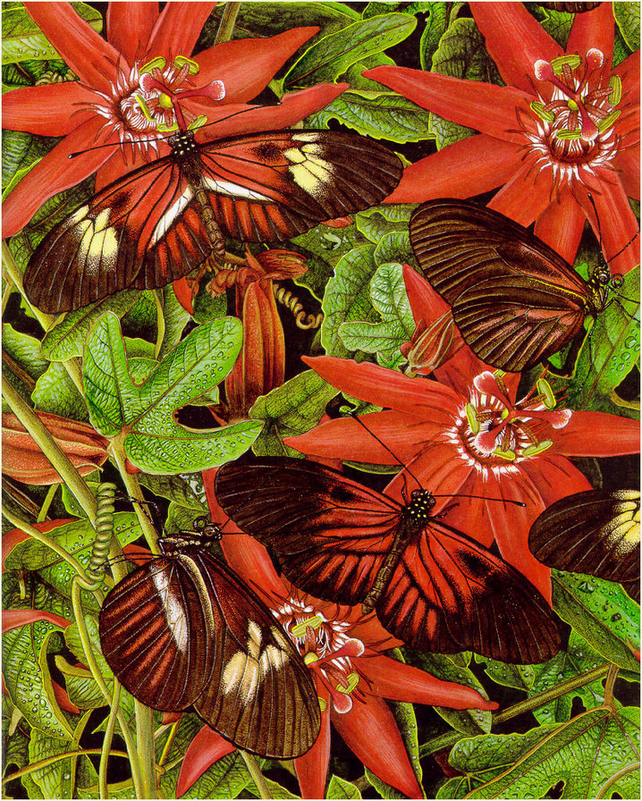 бабочки - насекомые, природа, цветы, мотылек, бабочка - оригинал