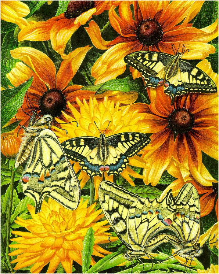 бабочки - насекомые, мотылек, цветы, бабочка, природа - оригинал