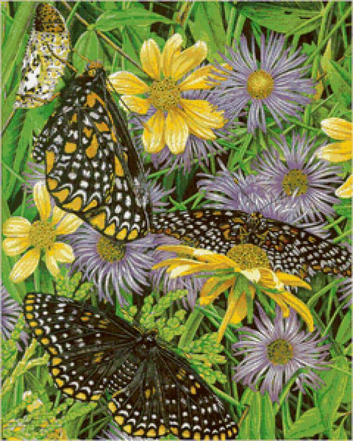 бабочки - насекомые, бабочка, цветы, природа, мотылек - предпросмотр