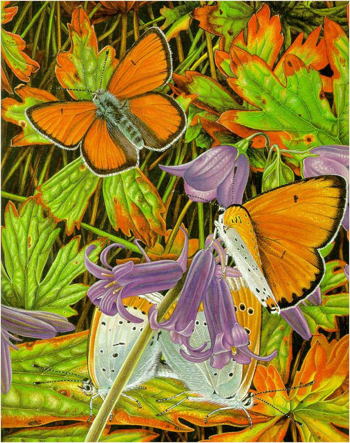 бабочки - природа, цветы, бабочка, насекомые, мотылек - оригинал