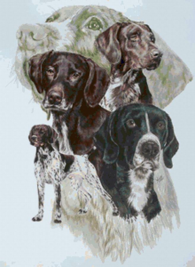 Серия "Породы собак. Курцхаар" - животные, собаки - предпросмотр