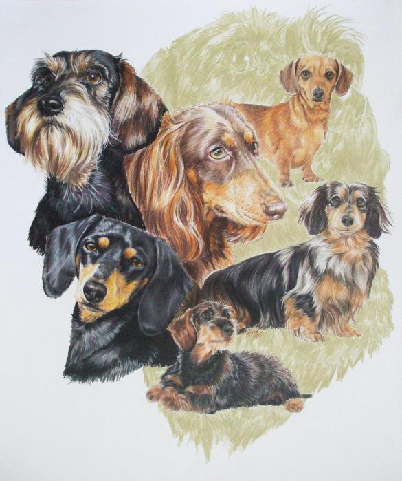 Серия "Породы собак. Таксы" - собаки, животные - оригинал