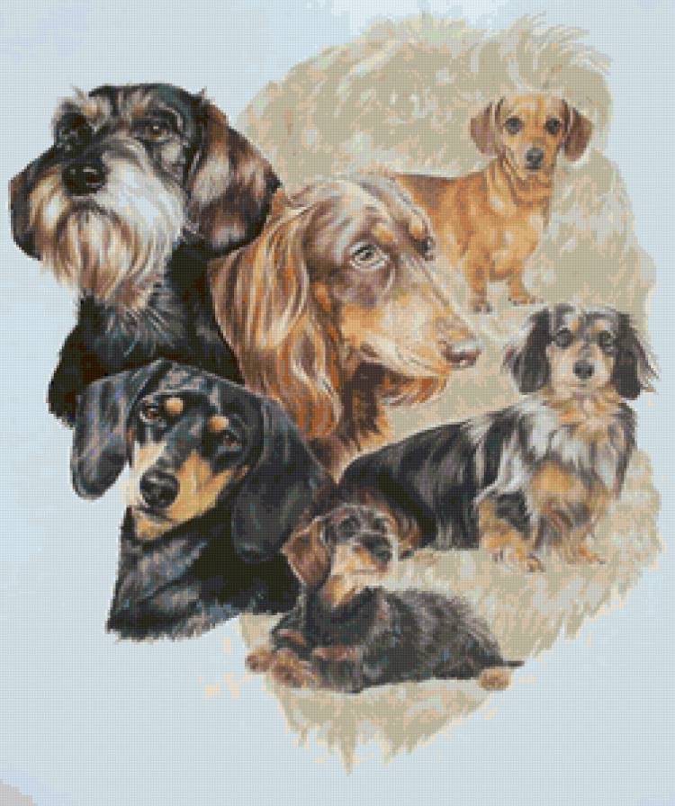 Серия "Породы собак. Таксы" - животные, собаки - предпросмотр