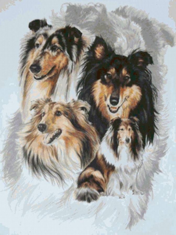 Серия "Породы собак. Колли" - собаки, животные - предпросмотр