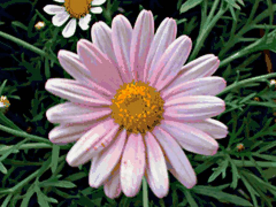 Космея - цветы - предпросмотр