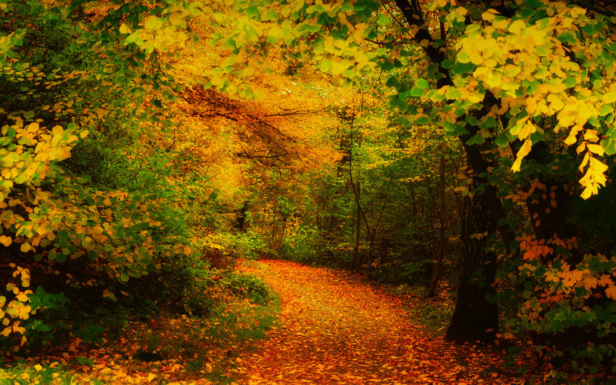 Серия "Осень" Дорога в лесу - деревья, пейзаж, осень - оригинал