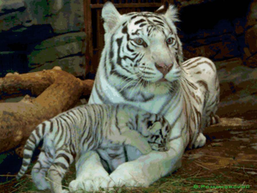 №134705 - тигренок, белый тигр - предпросмотр