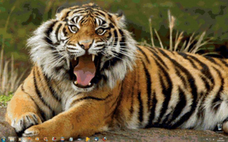 №134839 - тигр - предпросмотр