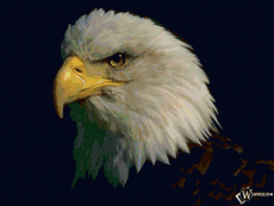 №134857 - орел, птицы - предпросмотр