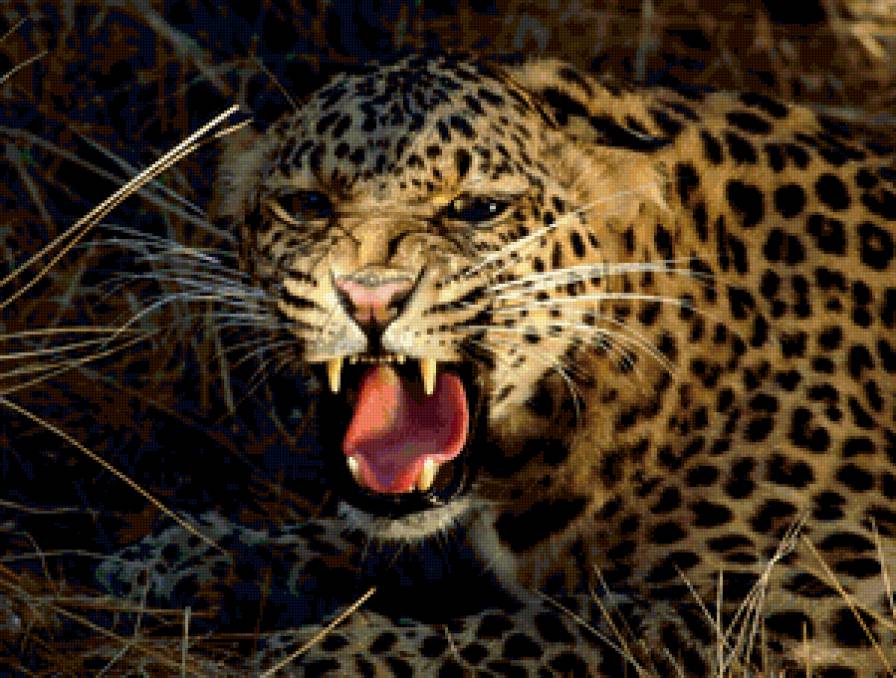 №134872 - леопард, пума, гепард - предпросмотр