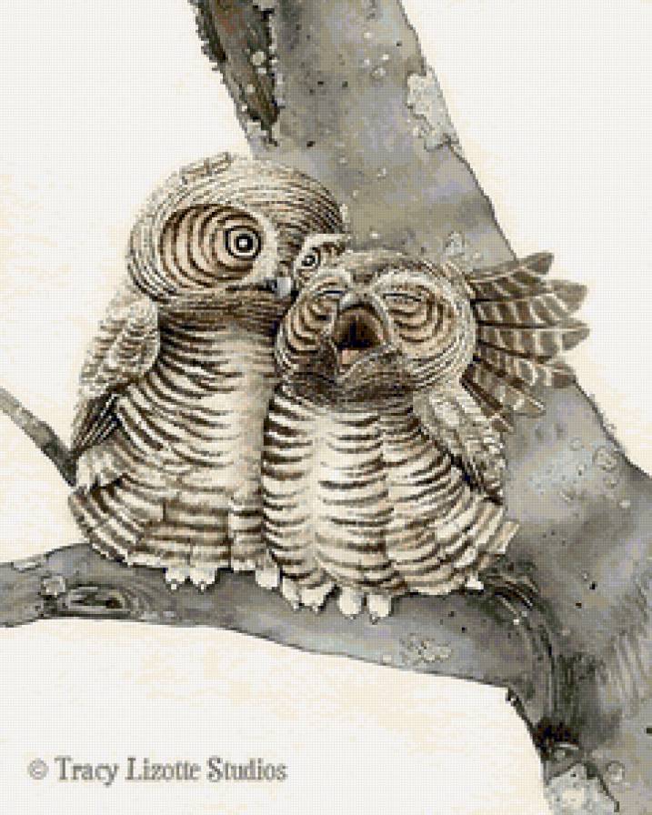 Совы - птицы - предпросмотр