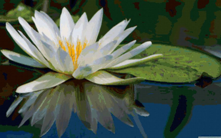 watter lilly - предпросмотр