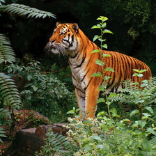 Тигр в зелени