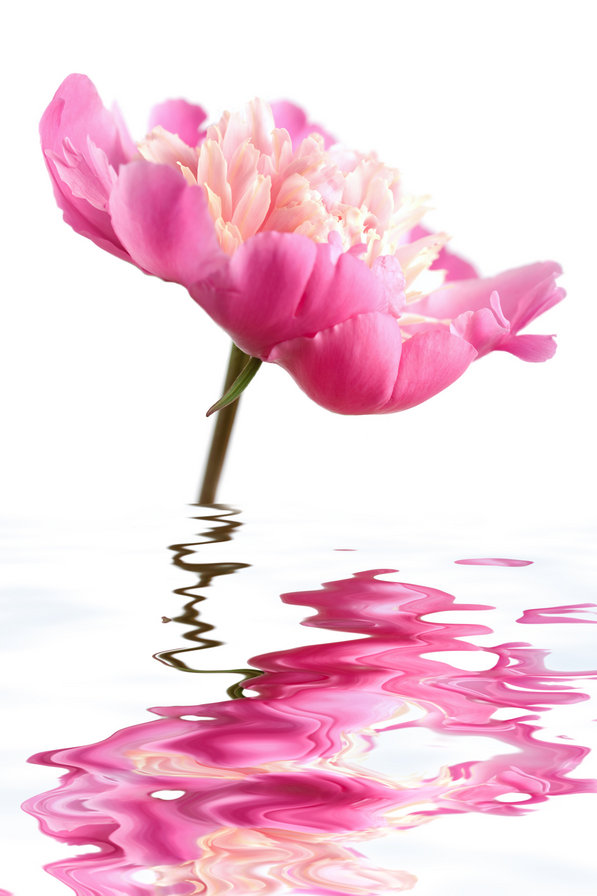 Цветок в воде - природа, цветок - оригинал