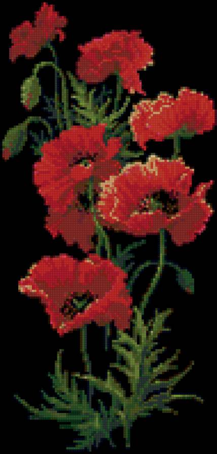 маки на черном - цветы - предпросмотр