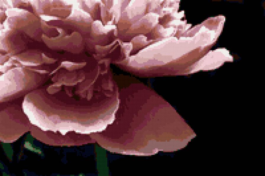 Цветок - нежность, цветы - предпросмотр