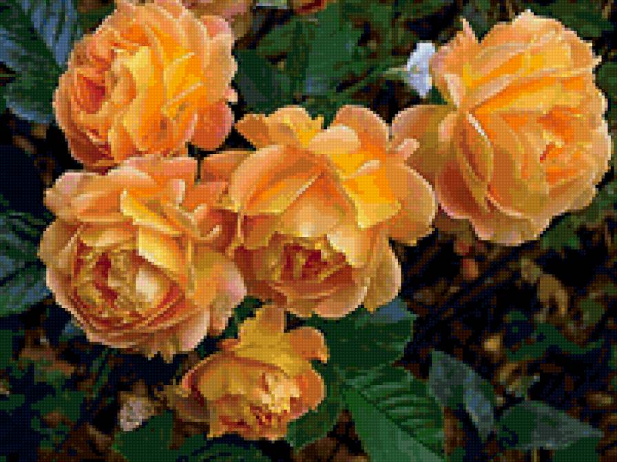 цветы - красота, цветы, розы - предпросмотр