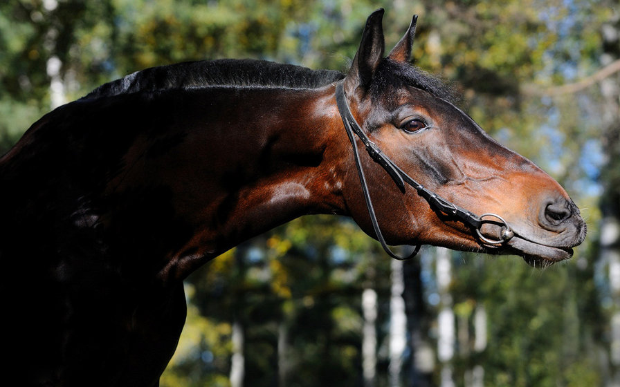 "Гнедой" - животные, лошади - оригинал