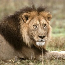 Схема вышивки «№135742»