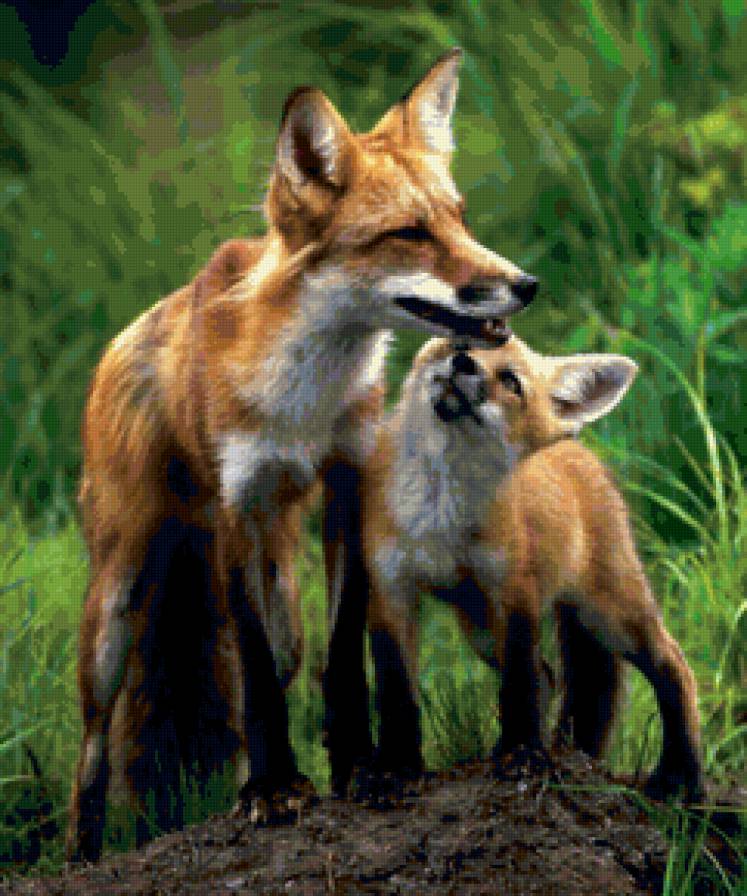 №135749 - лиса, лис, семья, лисенок - предпросмотр