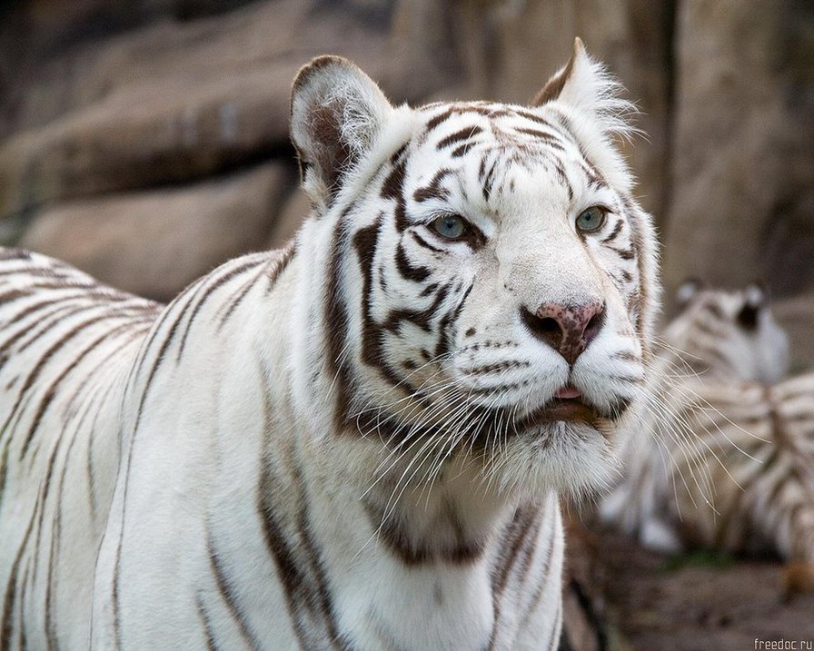 №135758 - белый тигр - оригинал