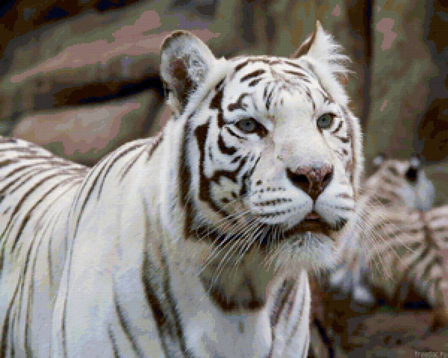 №135758 - белый тигр - предпросмотр