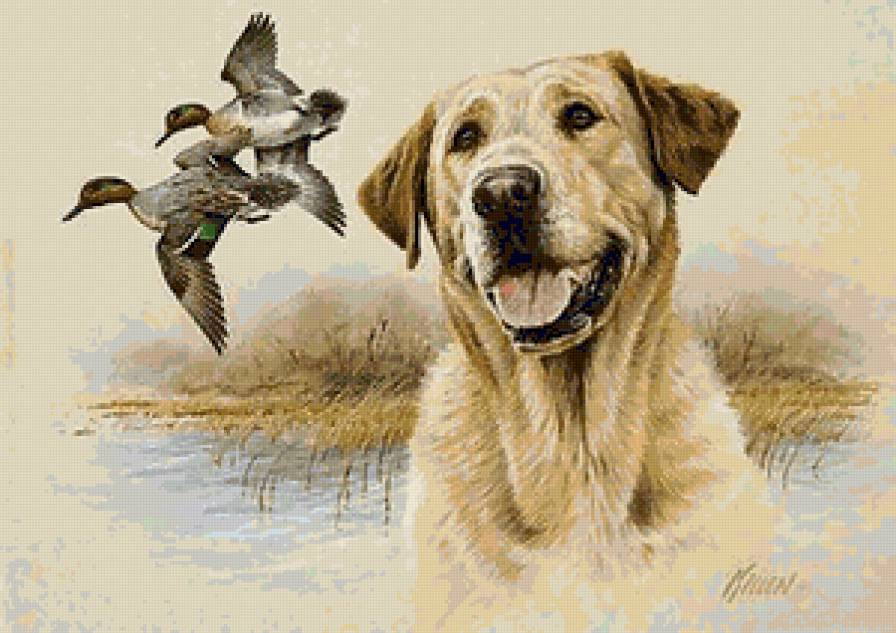Охота - живопись, утки, охота, собаки, животные, камыши, собака, природа - предпросмотр