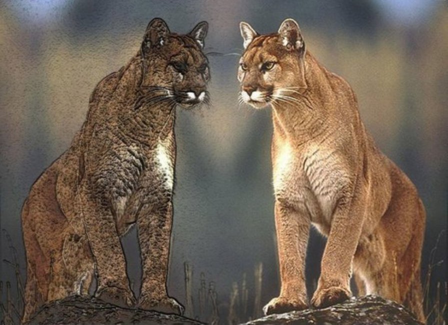 №135867 - пума - оригинал